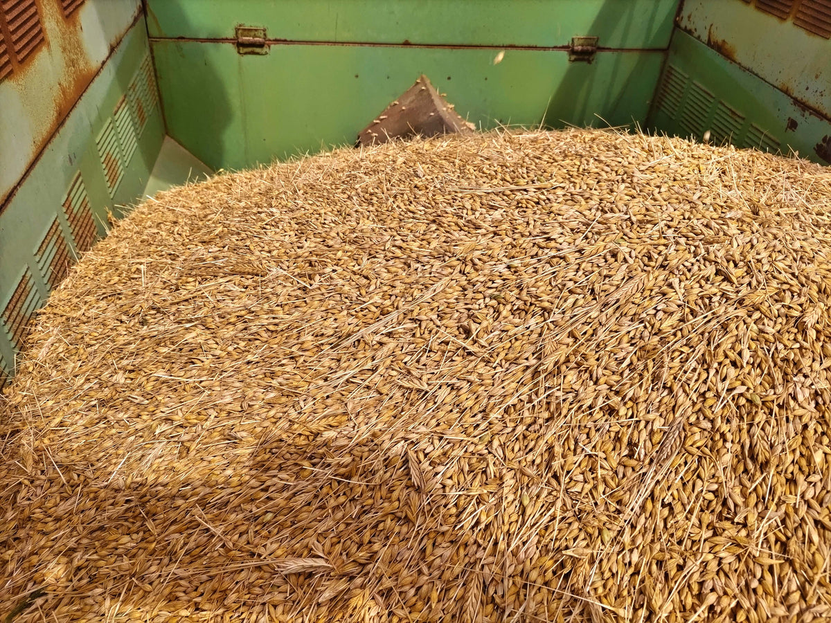 碧南蒸留所 MIKAWA MALT NEW BORN 2026